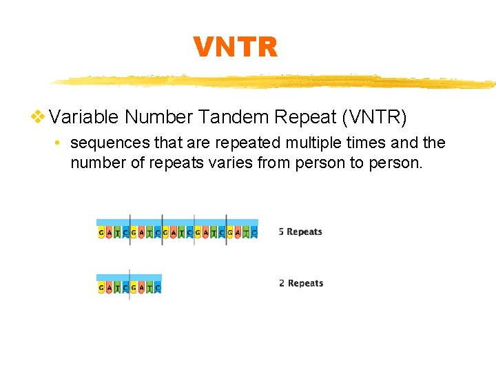 VNTR v Variable Number Tandem Repeat (VNTR) • sequences that are repeated multiple times