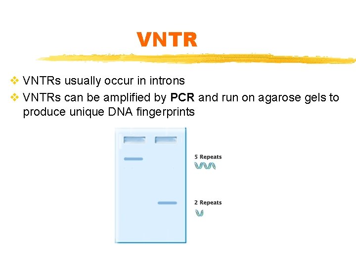 VNTR v VNTRs usually occur in introns v VNTRs can be amplified by PCR