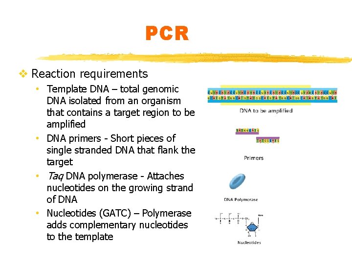 PCR v Reaction requirements • Template DNA – total genomic DNA isolated from an