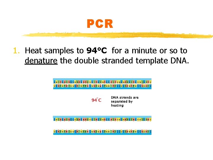 PCR 1. Heat samples to 94°C for a minute or so to denature the