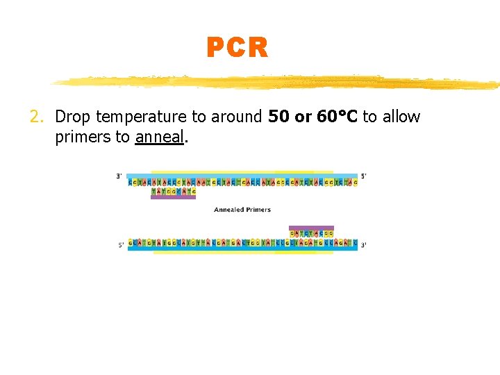 PCR 2. Drop temperature to around 50 or 60°C to allow primers to anneal.