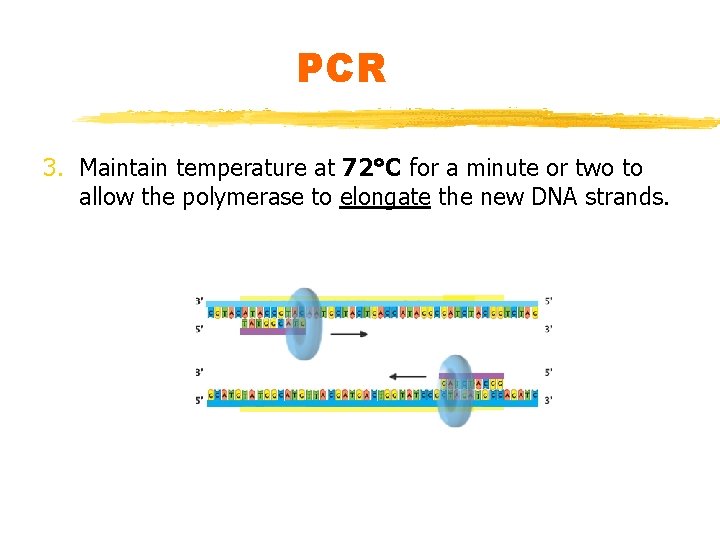 PCR 3. Maintain temperature at 72°C for a minute or two to allow the