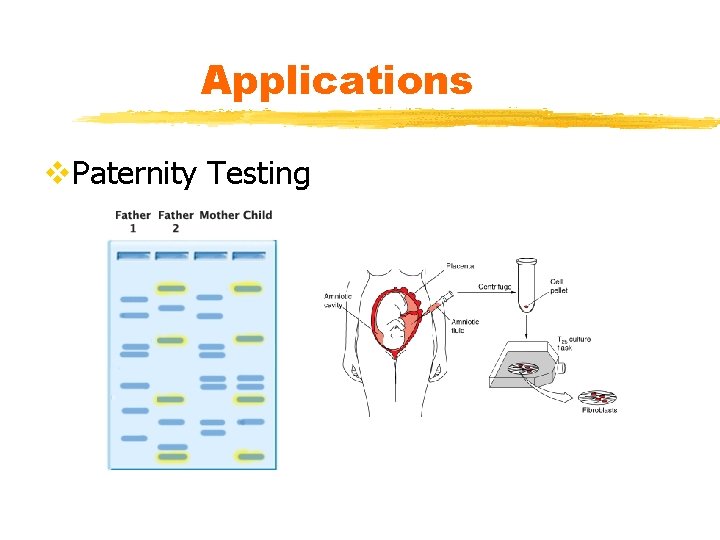 Applications v. Paternity Testing 
