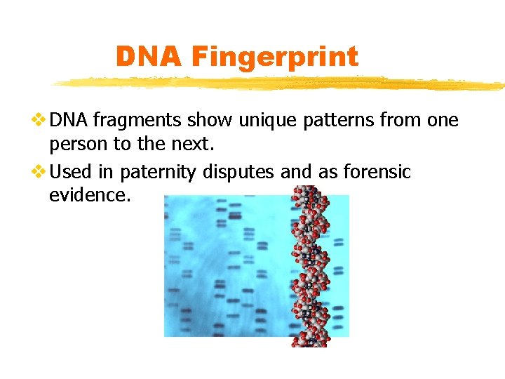 DNA Fingerprint v DNA fragments show unique patterns from one person to the next.