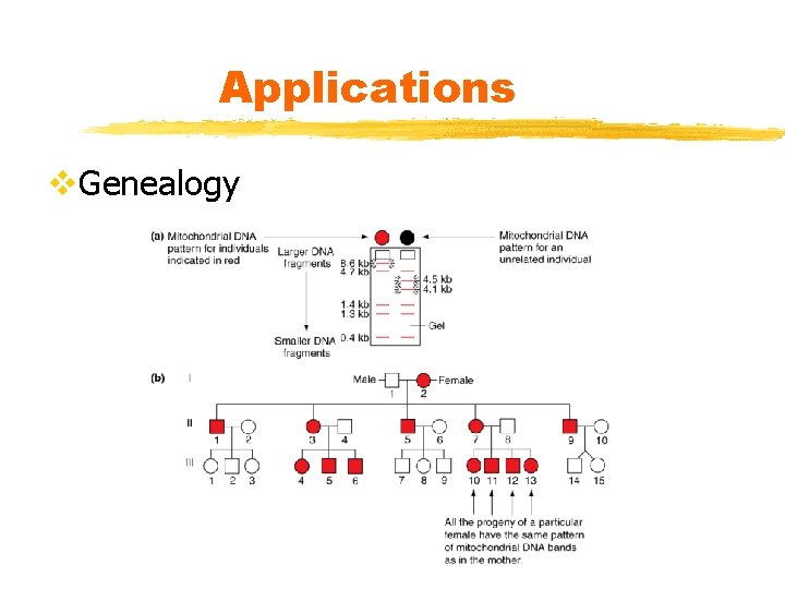 Applications v. Genealogy 
