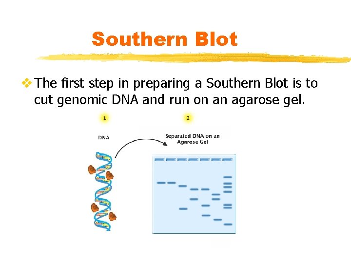 Southern Blot v The first step in preparing a Southern Blot is to cut