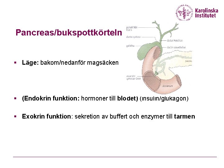 Pancreas/bukspottkörteln § Läge: bakom/nedanför magsäcken § (Endokrin funktion: hormoner till blodet) (insulin/glukagon) § Exokrin