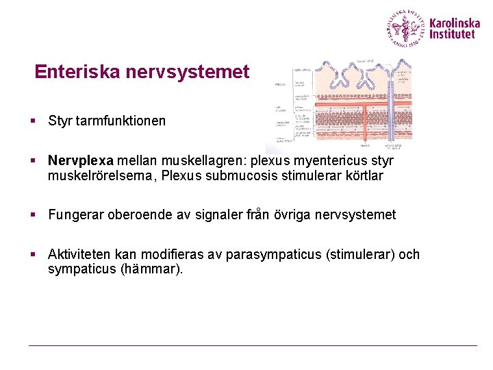 Enteriska nervsystemet § Styr tarmfunktionen § Nervplexa mellan muskellagren: plexus myentericus styr muskelrörelserna, Plexus