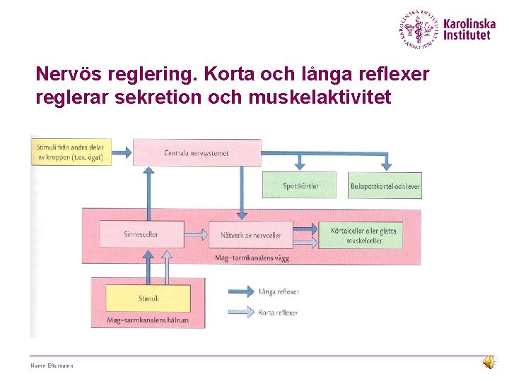 Nervös reglering. Korta och långa reflexer reglerar sekretion och muskelaktivitet Namn Efternamn 36 