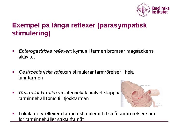 Exempel på långa reflexer (parasympatisk stimulering) § Enterogastriska reflexen: kymus i tarmen bromsar magsäckens