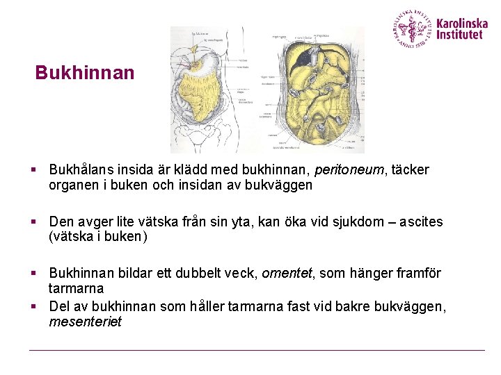 Bukhinnan § Bukhålans insida är klädd med bukhinnan, peritoneum, täcker organen i buken och