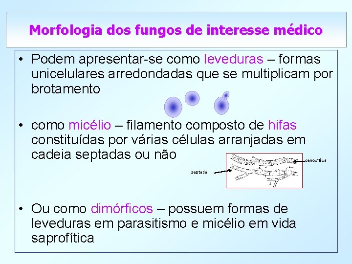 Morfologia dos fungos de interesse médico • Podem apresentar-se como leveduras – formas unicelulares