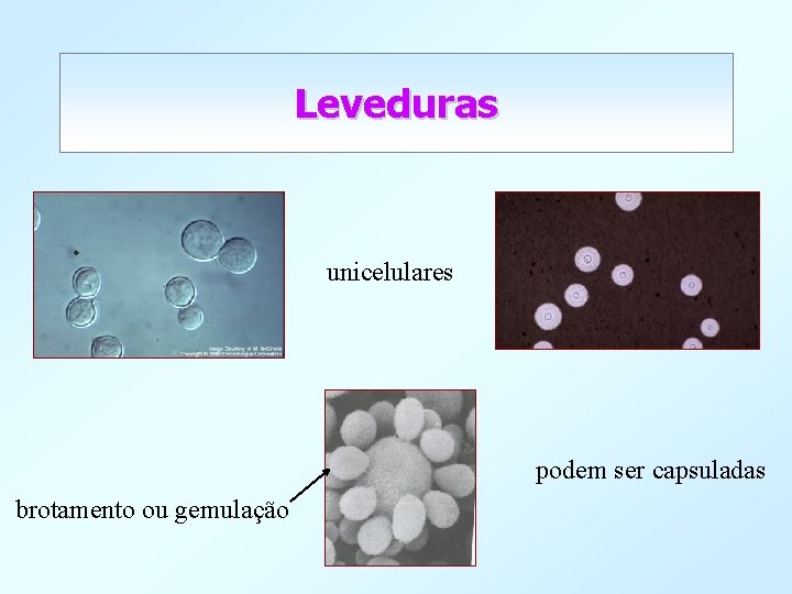 Leveduras unicelulares podem ser capsuladas brotamento ou gemulação 