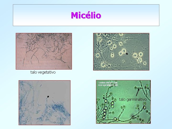 Micélio talo vegetativo talo germinativo 