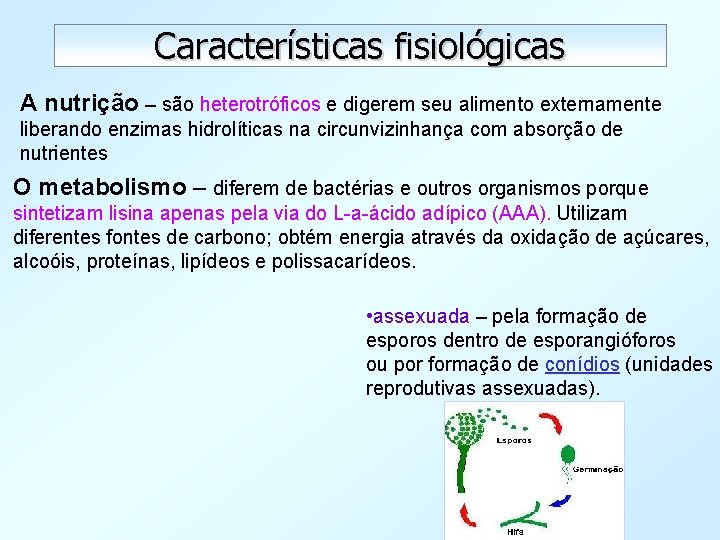 Características fisiológicas A nutrição – são heterotróficos e digerem seu alimento externamente liberando enzimas