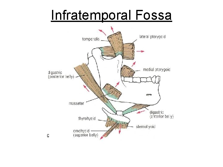 Infratemporal Fossa 