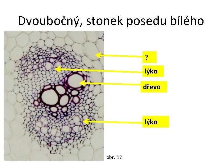 Dvoubočný, stonek posedu bílého ? lýko dřevo lýko obr. 12 