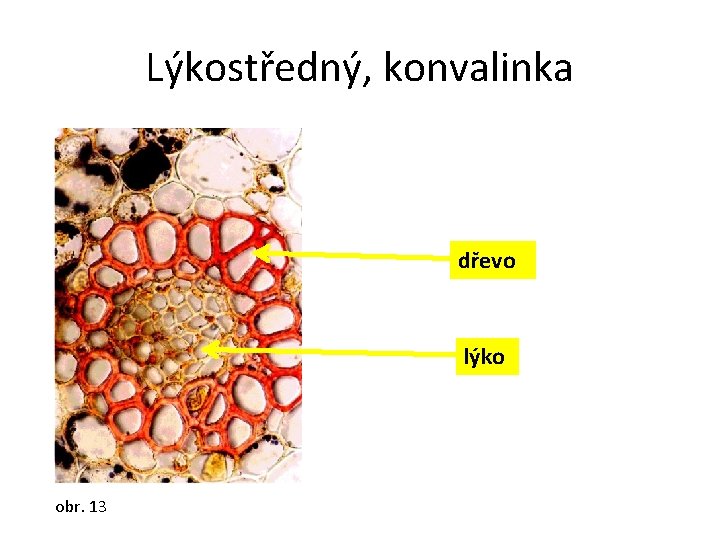 Lýkostředný, konvalinka dřevo lýko obr. 13 