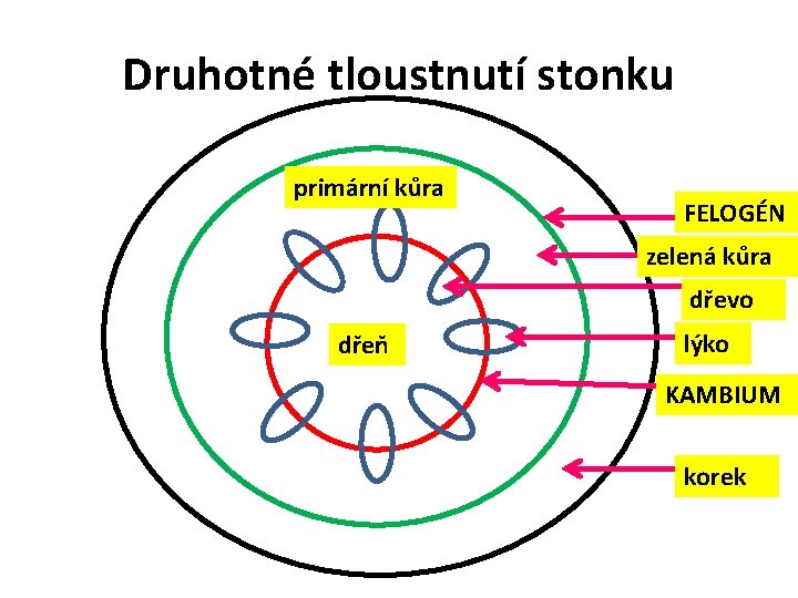 Druhotné tloustnutí stonku primární kůra FELOGÉN zelená kůra dřevo dřeň lýko KAMBIUM korek 