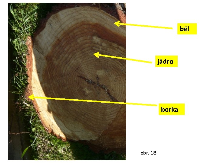 běl jádro borka obr. 18 