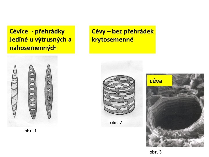 Cévice - přehrádky Jediné u výtrusných a nahosemenných Cévy – bez přehrádek krytosemenné céva