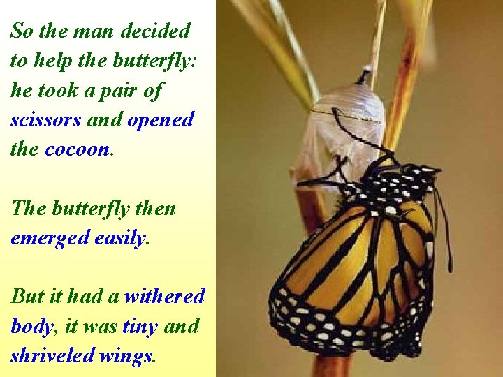 So the man decided to help the butterfly: he took a pair of scissors