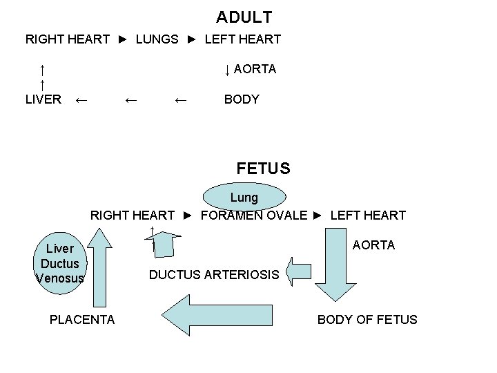 ADULT RIGHT HEART ► LUNGS ► LEFT HEART ↑ ↑ LIVER ↓ AORTA ← ADULT RIGHT HEART ► LUNGS ► LEFT HEART ↑ ↑ LIVER ↓ AORTA ←