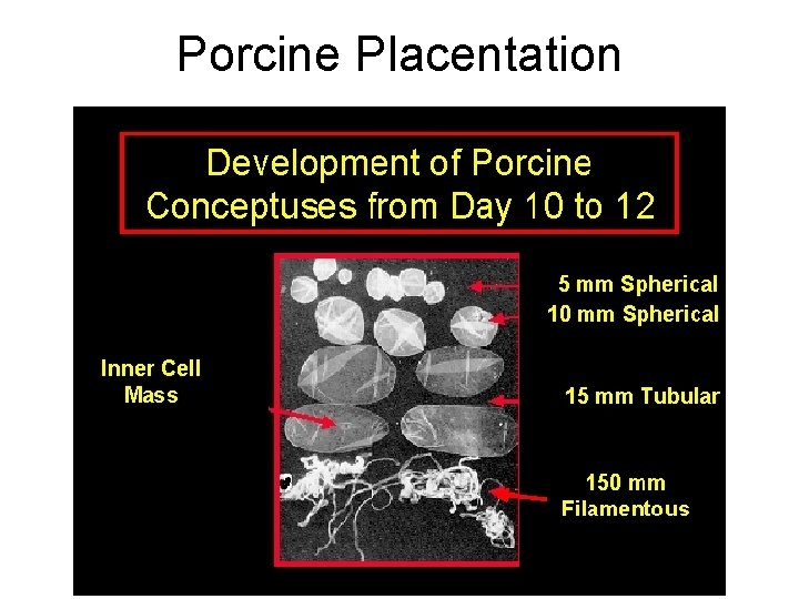 Porcine Placentation Porcine Placentation