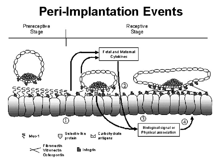 Peri-Implantation Events Peri-Implantation Events