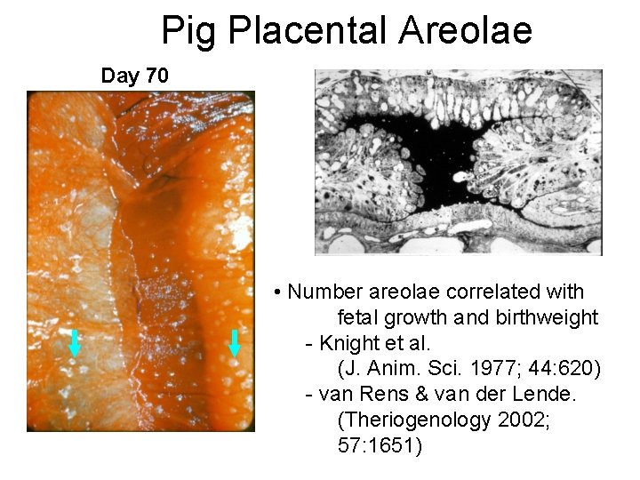Pig Placental Areolae Day 70 • Number areolae correlated with fetal growth and birthweight Pig Placental Areolae Day 70 • Number areolae correlated with fetal growth and birthweight