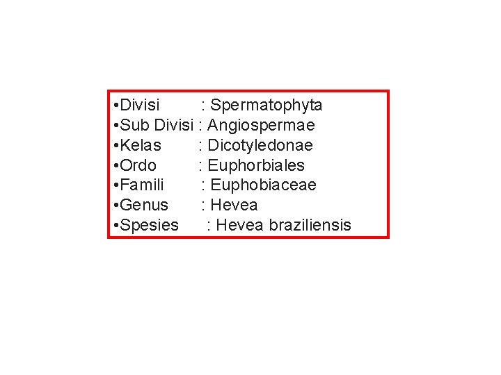  • Divisi : Spermatophyta • Sub Divisi : Angiospermae • Kelas : Dicotyledonae