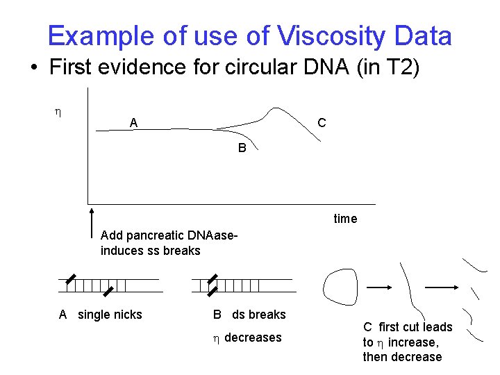 Example of use of Viscosity Data • First evidence for circular DNA (in T