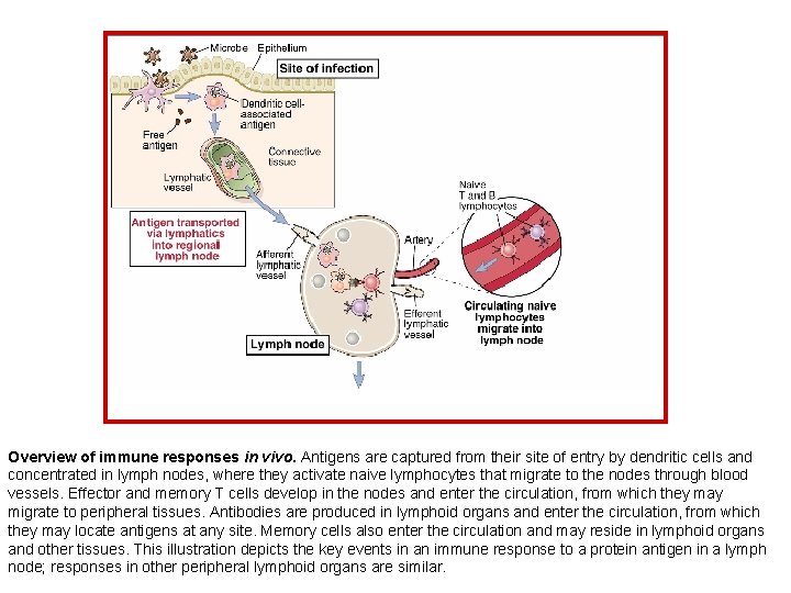 Overview of immune responses in vivo. Antigens are captured from their site of entry