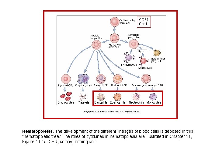 CD 34 Sca 1 Hematopoiesis. The development of the different lineages of blood cells