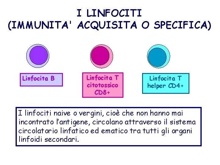 I LINFOCITI (IMMUNITA' ACQUISITA O SPECIFICA) Linfocita B Linfocita T citotossico CD 8+ Linfocita