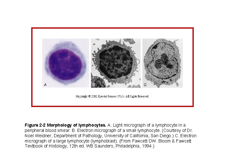 Figure 2 -2 Morphology of lymphocytes. A. Light micrograph of a lymphocyte in a