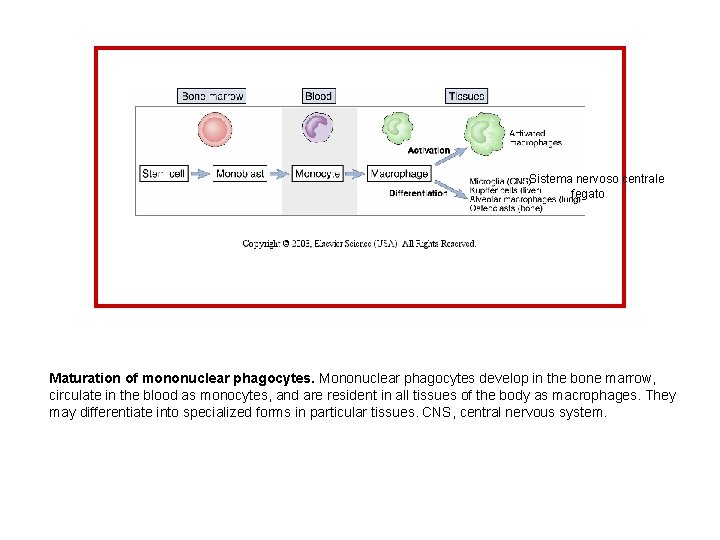 Sistema nervoso centrale fegato Maturation of mononuclear phagocytes. Mononuclear phagocytes develop in the bone