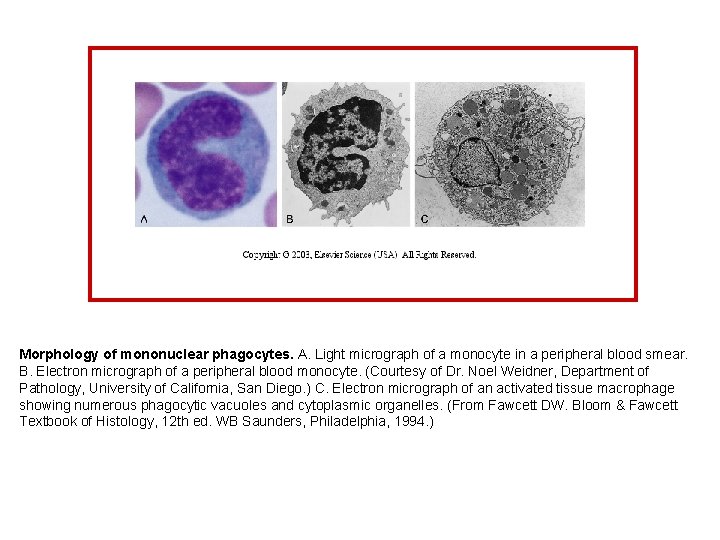 Morphology of mononuclear phagocytes. A. Light micrograph of a monocyte in a peripheral blood