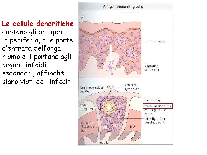 Le cellule dendritiche captano gli antigeni in periferia, alle porte d’entrata dell’organismo e li