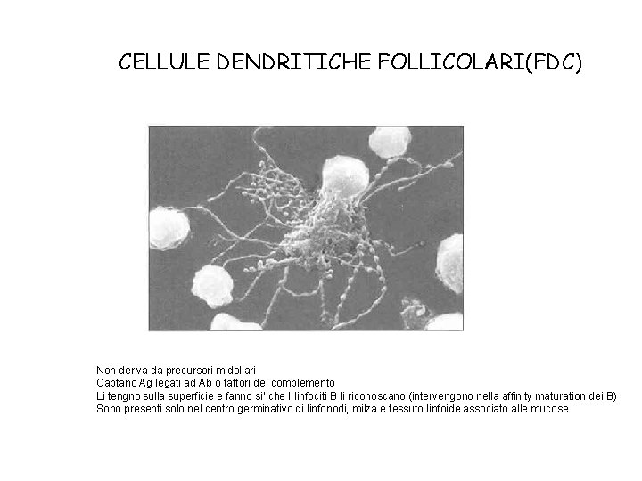 CELLULE DENDRITICHE FOLLICOLARI(FDC) Non deriva da precursori midollari Captano Ag legati ad Ab o