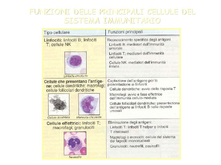 FUNZIONI DELLE PRINCIPALI CELLULE DEL SISTEMA IMMUNITARIO 