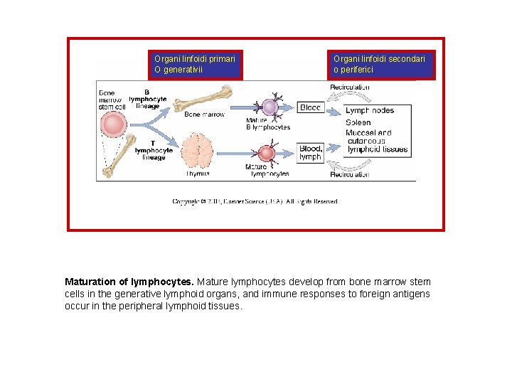 Organi linfoidi primari O generativii Organi linfoidi secondari o periferici Maturation of lymphocytes. Mature