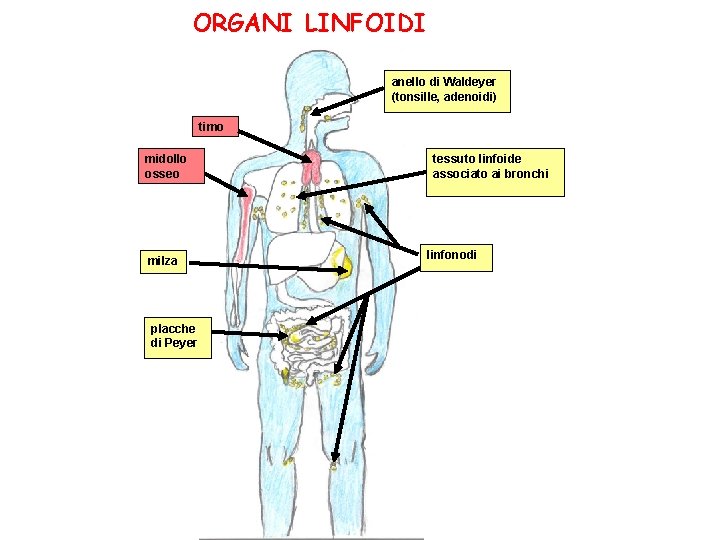 ORGANI LINFOIDI anello di Waldeyer (tonsille, adenoidi) timo midollo osseo milza placche di Peyer