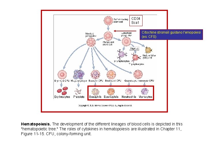 CD 34 Sca 1 Citochine stromali guidano l’emopoiesi (es: CFS) Hematopoiesis. The development of