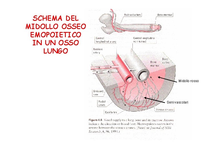 SCHEMA DEL MIDOLLO OSSEO EMOPOIETICO IN UN OSSO LUNGO Midollo rosso Seni vascolari 