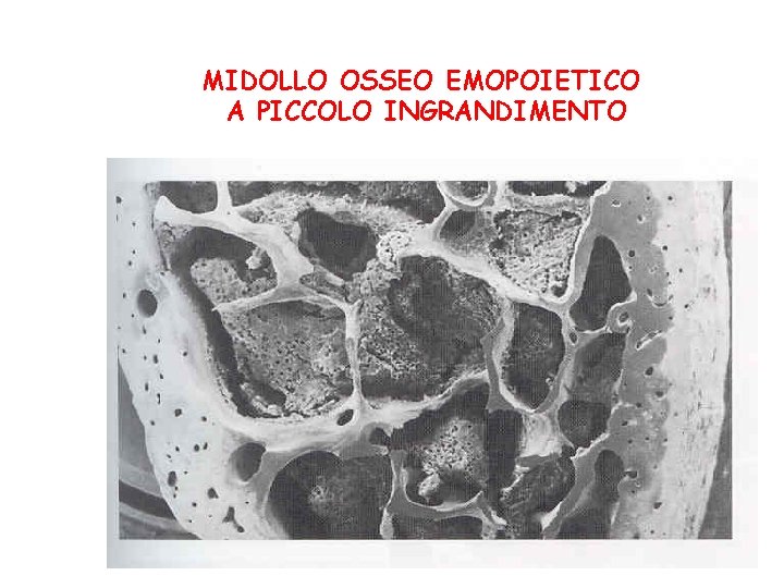 MIDOLLO OSSEO EMOPOIETICO A PICCOLO INGRANDIMENTO 