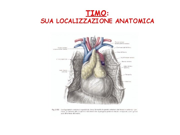 TIMO: SUA LOCALIZZAZIONE ANATOMICA 