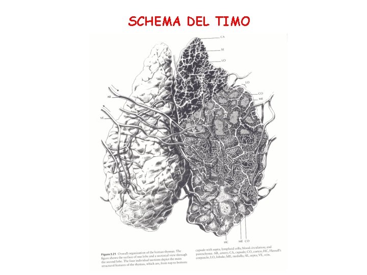 SCHEMA DEL TIMO 