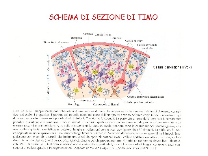 SCHEMA DI SEZIONE DI TIMO Cellule dendritiche linfoidi 