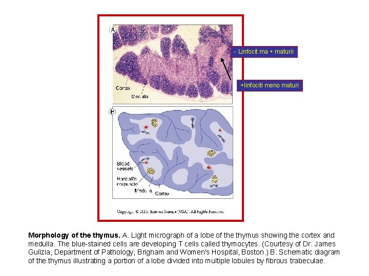 - Linfocit ma + maturii +linfociti meno maturi Morphology of the thymus. A. Light